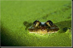 frog swimming
