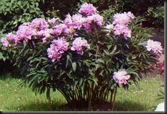 peonies