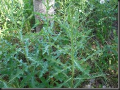 thistle_big ones