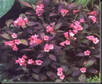 weigela wine & roses