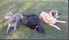 Dogs_6-26-12