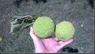walnuts_green