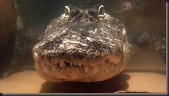 WI Dells_  Alligator Alley