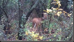 deer in woods
