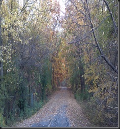 Yankee Woods5_10-16-12