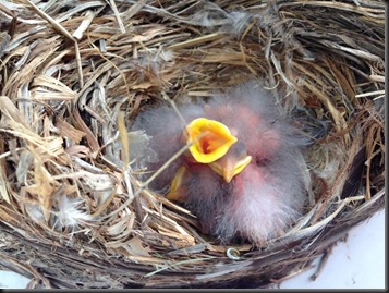 baby birds_5-9-13