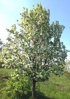 Blooming Tree