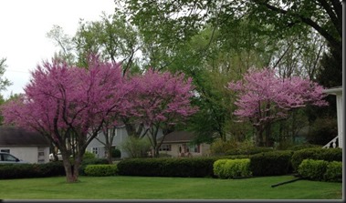 flowering trees