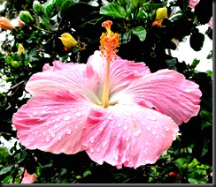 hibiscus_raindrops