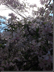 Lake Katherine_blooms