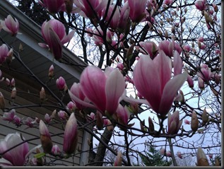 magnolia tree