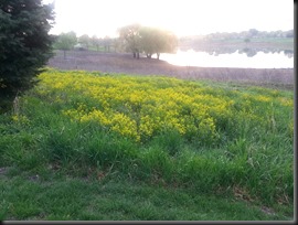 McCarthy Park Lagoon2