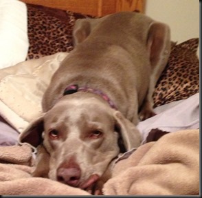 Libby_pillows_Aug 2013