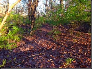 Kankakee River State Pk_ woods2_Nov 2013