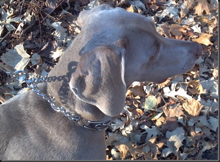 Libby_on the run2_11-11-12