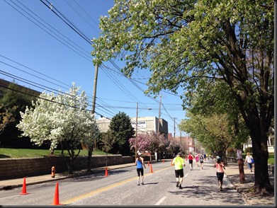 flowering trees on 3rd St