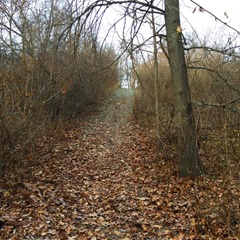 Beechwood loop_off trail 8