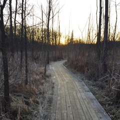 trail 3